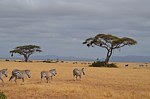 Safari Kenya 0302.jpg